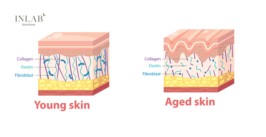 Collagen – What Is It and Why You Should Know About It?